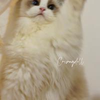 Ragdoll dolcissimi femmina