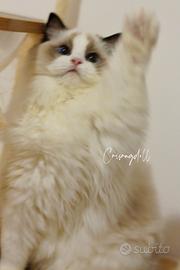 Ragdoll dolcissimi femmina
