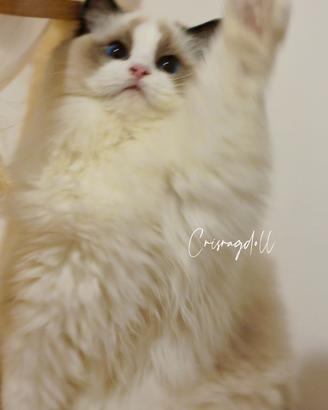 Ragdoll dolcissimi femmina