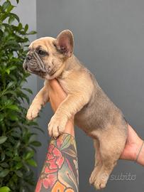 Bulldog francese