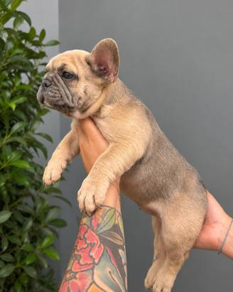 Bulldog francese