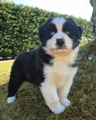 Cuccioli pastore australiano pedigree enci