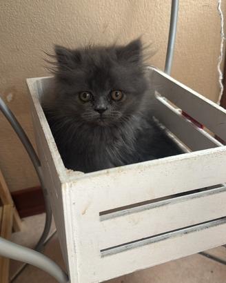 Persiana femmina silver blu