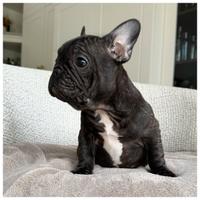 Cuccioli Bulldog Francesi Femmine