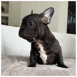 Cuccioli Bulldog Francesi Femmine