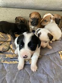 Cuccioli border collie