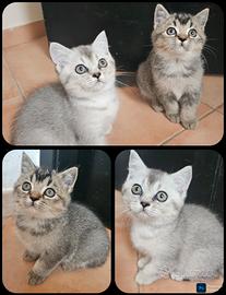 meravigliosi femmine british shorthair pedigree 