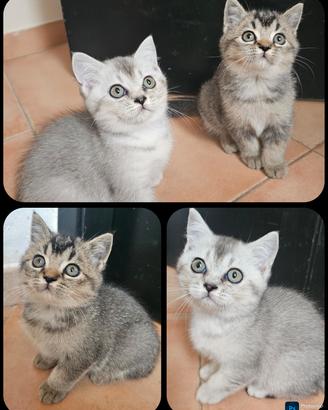 meravigliosi femmine british shorthair pedigree 