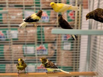 Canarini da canto Timbrado Spagnoli