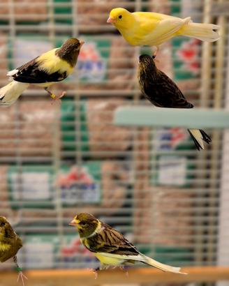 Canarini da canto Timbrado Spagnoli