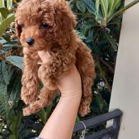 Femmina di barboncino toy