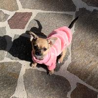 Cucciola PinscherChihuahua 3 mesi