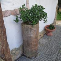 pianta di giada sempreverde 