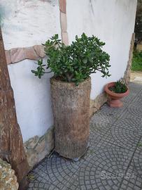 pianta di giada sempreverde 