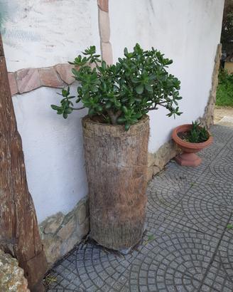 pianta di giada sempreverde 