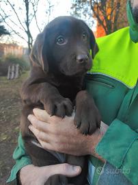 Labrador cioccolato