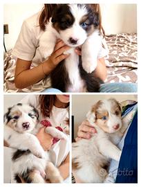 Cuccioli di Pastore Australiano con pedigree