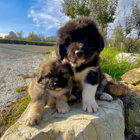 Cuccioli di pastore del Caucaso