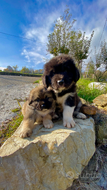 Cuccioli di pastore del Caucaso