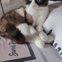 British gatto maschio un anno e mezzo