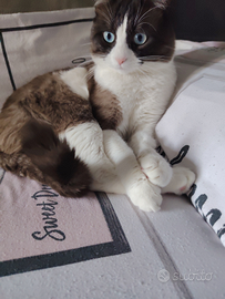 British gatto maschio un anno e mezzo