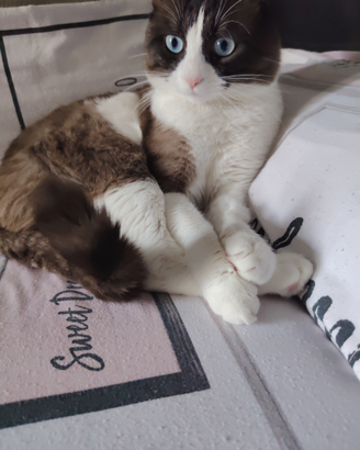 British gatto maschio un anno e mezzo