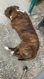 American staffordshire terrier