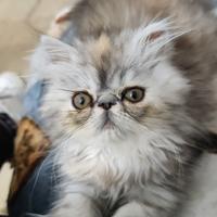 Gatto persiano ipertipico silver shade