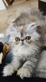 Gatto persiano ipertipico silver shade