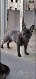 Bulldog francese
