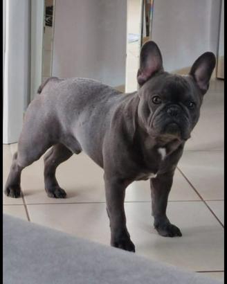 Bulldog francese