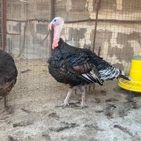 Tacchino Maschio Adulto