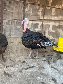 Tacchino Maschio Adulto