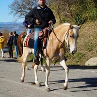 Cavalla haflinger