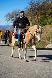 Cavalla haflinger