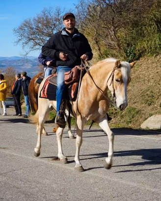 Cavalla haflinger