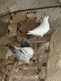 Piccioni