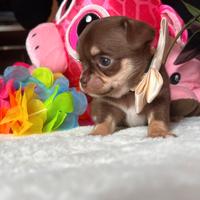 Chihuahua cioccolato