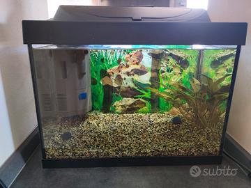 Acquario 30 litri 