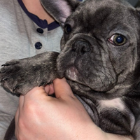 Bulldog francese maschio