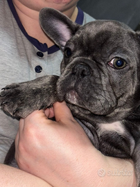 Bulldog francese maschio