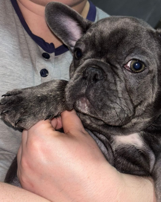 Bulldog francese maschio