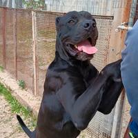 Meraviglioso molosso mix corso 4 anni in adozione