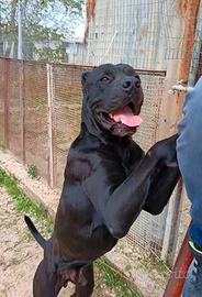 Meraviglioso molosso mix corso 4 anni in adozione