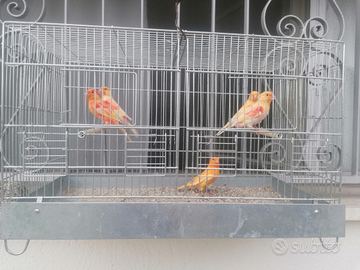 Canarini rossi maschi