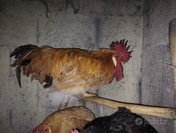 Galli Bionda Piemontese