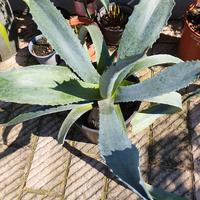 Agave americana blue