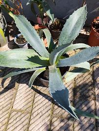 Agave americana blue