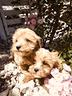 cuccioli-di-maltipoo-dip-immediata