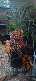 cycas